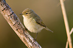 chiffchaff