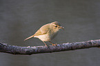 chiffchaff