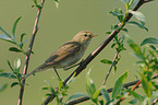 common chiffchaff