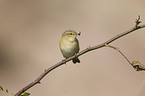 common chiffchaff