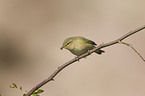 common chiffchaff