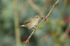 common chiffchaff