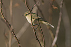 common chiffchaff