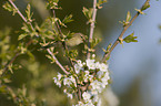 common chiffchaff