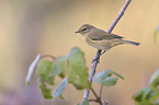 common chiffchaff