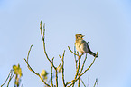 common chiffchaff