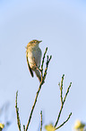 common chiffchaff