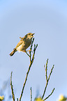 common chiffchaff