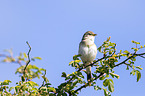 common chiffchaff