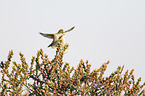 common chiffchaffs