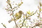common chiffchaff