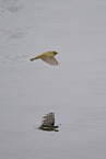 common chiffchaff