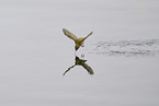 common chiffchaff