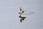 common chiffchaff