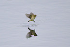 common chiffchaff