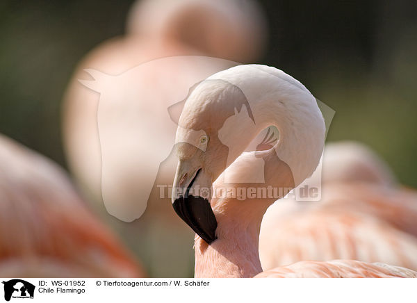 Chile Flamingo / Chile Flamingo / WS-01952