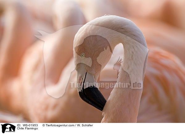 Chile Flamingo / WS-01953