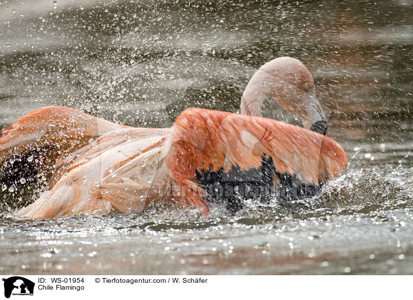 Chile Flamingo / WS-01954