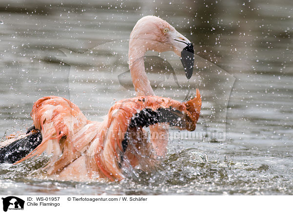 Chile Flamingo / Chile Flamingo / WS-01957