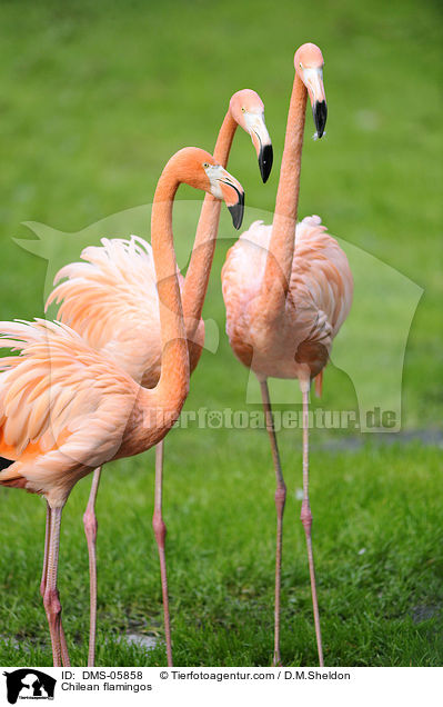 Chilean flamingos / DMS-05858