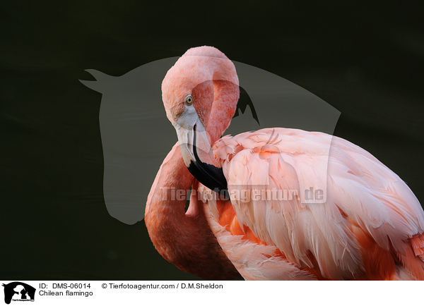 Chileflamingo / Chilean flamingo / DMS-06014