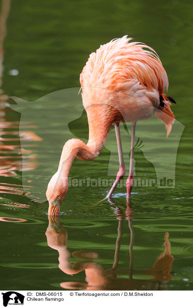 Chileflamingo / Chilean flamingo / DMS-06015