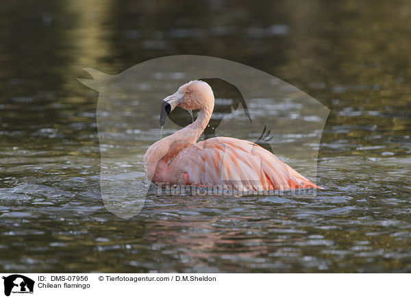 Chileflamingo / Chilean flamingo / DMS-07956