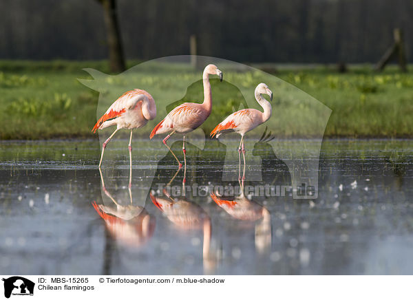 Chileflamingos / Chilean flamingos / MBS-15265