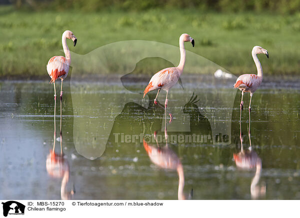 Chilean flamingo / MBS-15270