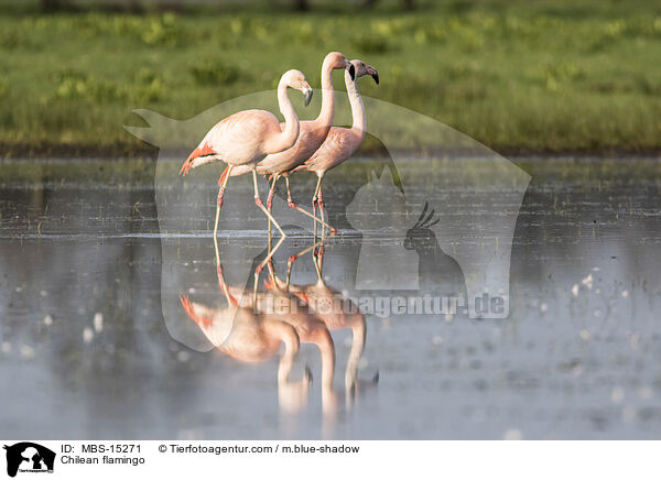 Chilean flamingo / MBS-15271