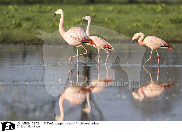 Chilean flamingo / MBS-15272