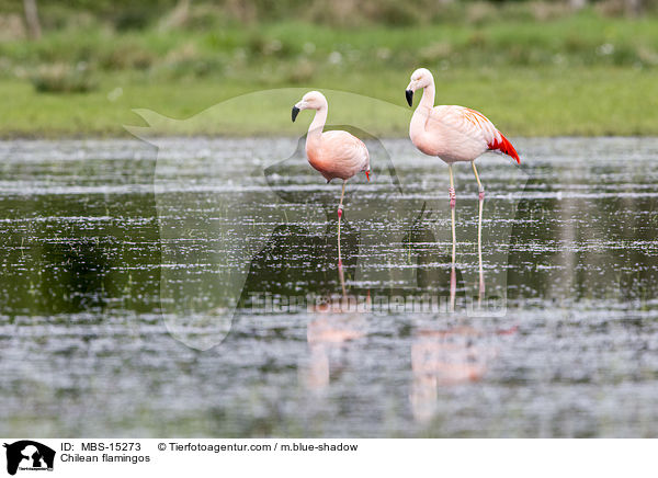 Chileflamingos / Chilean flamingos / MBS-15273