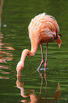 Chilean flamingo