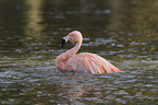 Chilean flamingo