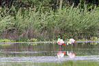 Chilean flamingos