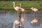 Chilean flamingo