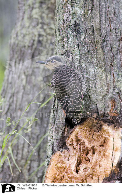 Chilean Flicker / WS-01931