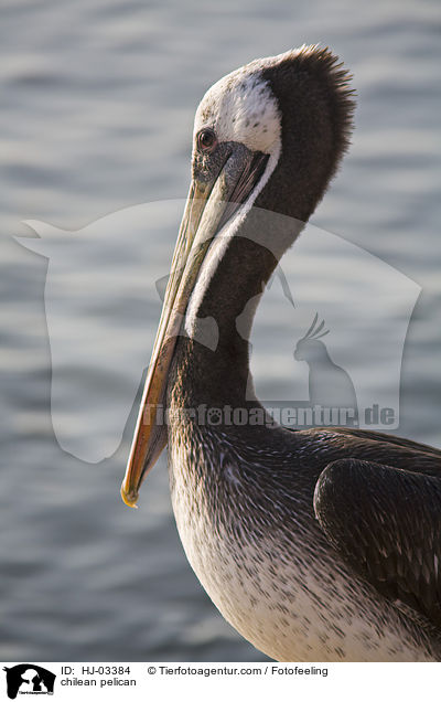 Chilenischer Pelikan / chilean pelican / HJ-03384
