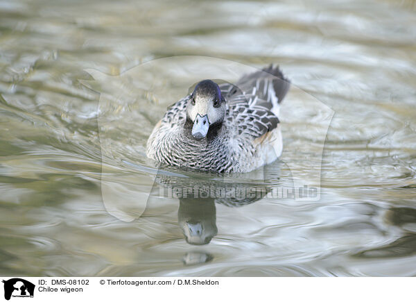 Chilepfeifente / Chiloe wigeon / DMS-08102