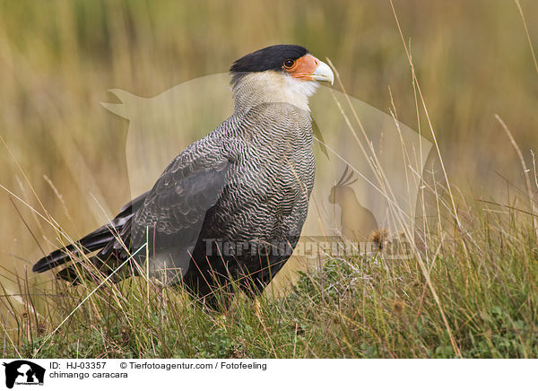 Chimangokarakara / chimango caracara / HJ-03357