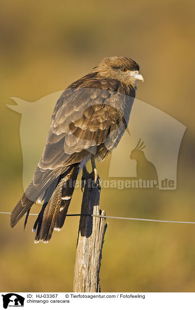 chimango caracara / HJ-03367