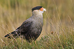 chimango caracara