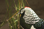 Chinese Cooper Pheasant