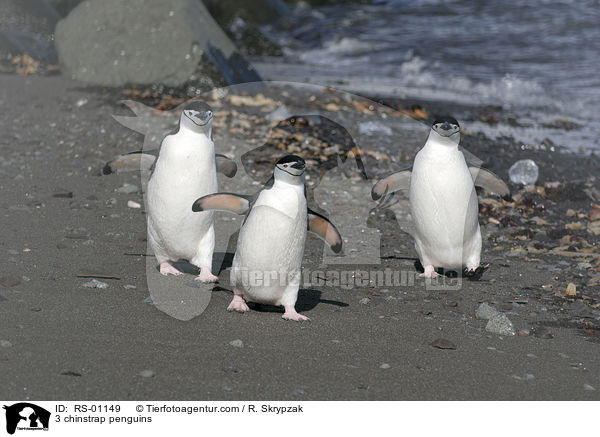 3 chinstrap penguins / RS-01149