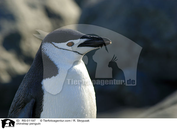 Zgelpinguin / chinstrap penguin / RS-01197