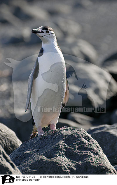 chinstrap penguin / RS-01198