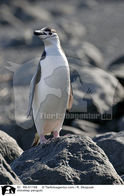 Zgelpinguin / chinstrap penguin / RS-01198