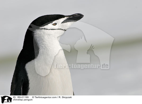 chinstrap penguin / RS-01199