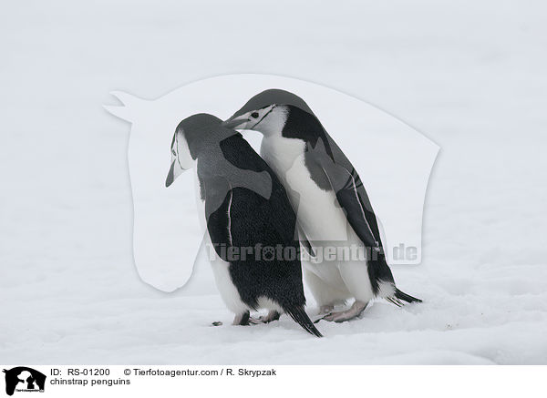 Zgelpinguine / chinstrap penguins / RS-01200