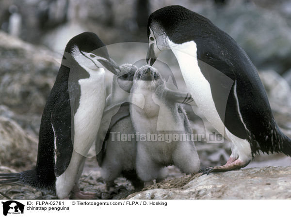 Zgelpinguine / chinstrap penguins / FLPA-02781